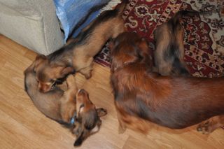 Jamnik d�ugow�osy